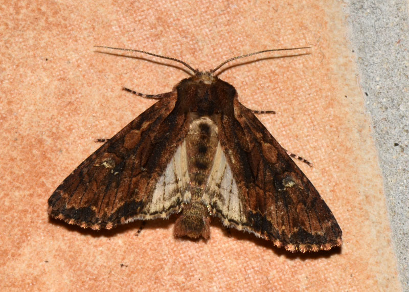 Noctuidae Mniotype adusta ?